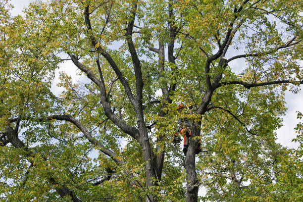 Best Tree Disease Treatment  in Mercersburg, PA